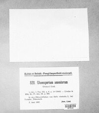 Fusamen amentorum image